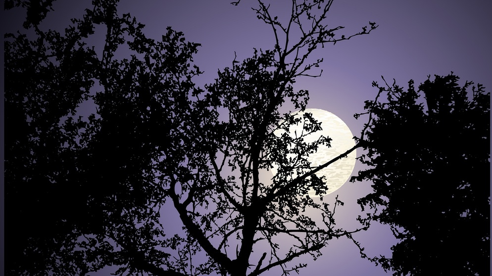 Die dunkle Silhouette eines Baumes vor dem nächtlichen Vollmond. | Bild: colourbox.com