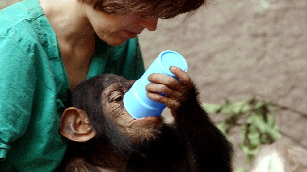 Im Zoo Leipzig sitzt der zwei Jahre alte Schimpanse Alex auf dem Schoß von Tierpflegerin Susanne Mauritz und trinkt aus einem Becher Wasser. Schimpansen benutzen in freier Wildbahn häufig die linke Hand. | Bild: picture-alliance/ ZB | Wolfgang Kluge