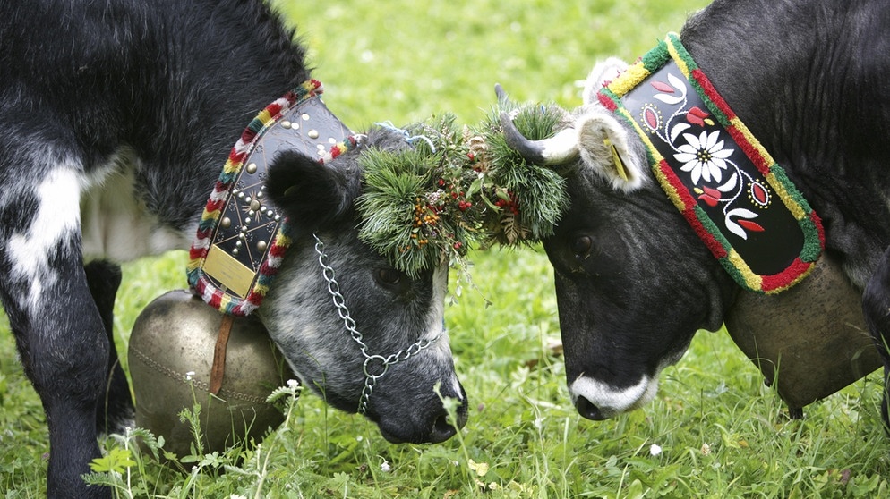 Almabtrieb in Österreich. Die Kühe werden festlich geschmückt nach dem Sommer auf der Alm wieder ins Tal geführt.  | Bild: picture-alliance/dpa