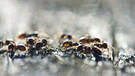 Ameisen auf einer Ameisenstrasse | Bild: picture alliance / blickwinkel/J. Fieber | J. Fieber