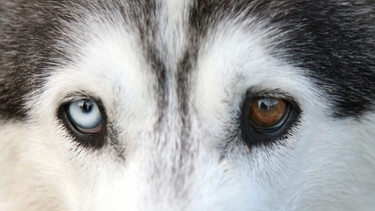 Auch bei Hunden - wie hier bei einem Husky - können die Augen mal unterschiedlich gefärbt sein: blau und braun. | Bild: picture-alliance/dpa
