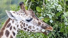 Giraffe knabbert an Baum | Bild: picture-alliance/dpa
