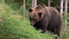 Ausgewachsene männliche Bären wie dieses Exemplar können bis zu 300 Kilogramm wiegen. | Bild: BR/WDR/Längengrad Filmproduktion