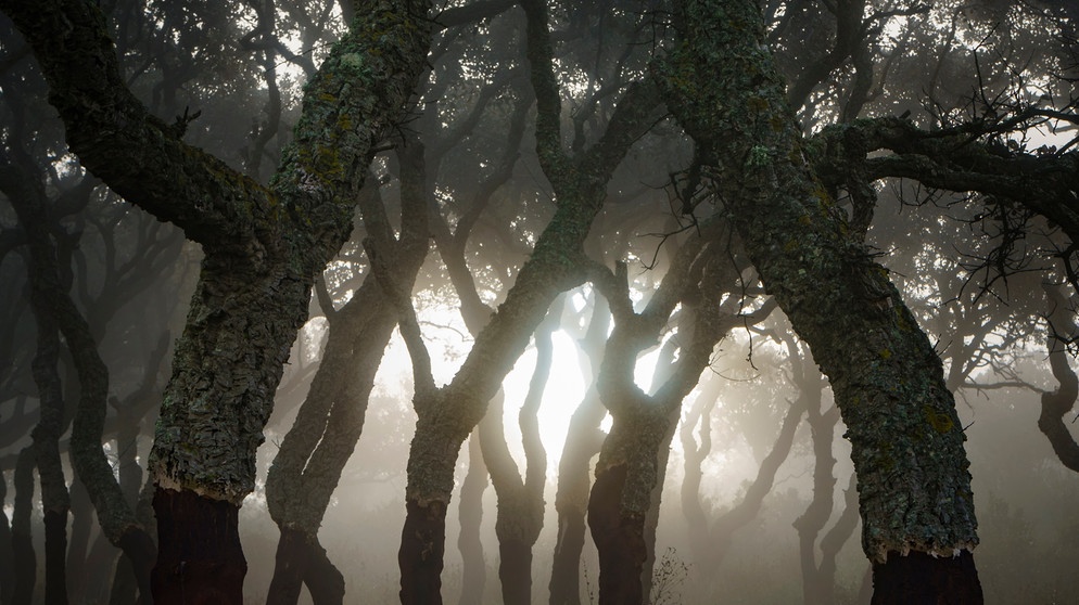 Im Wald: Durch Baumstämme fällt im Morgennebel geheimnisvolles Licht. | Bild: colourbox.com