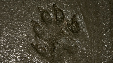 Fußabdruck eines Fischotters im feuchten Boden. | Bild: picture-alliance/dpa