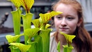 Ein Mädchen betrachtet bei einer Ausstellung im Botanischen Garten von Masaryk in Brno (Tschechien) eine Schlauchpflanze.  | Bild: picture alliance / dpa | Vaclav Salek