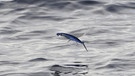 Fliegender Fisch (Cheilopogon melanurus) im Mittelmeer. | Bild: picture alliance / imageBROKER
