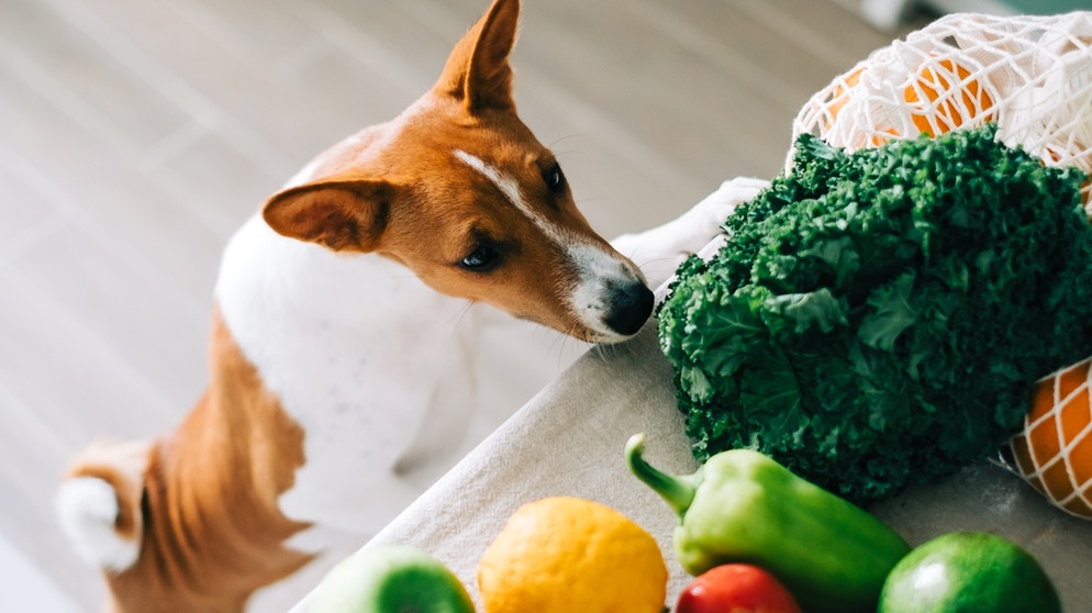 Ein Hund schnuppert an verschiedenen Gemüsen, die auf einer Küchenanrichte liegen. | Bild: colourbox.com