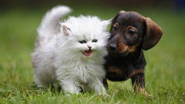 Hund und Katze | Bild: picture-alliance/dpa