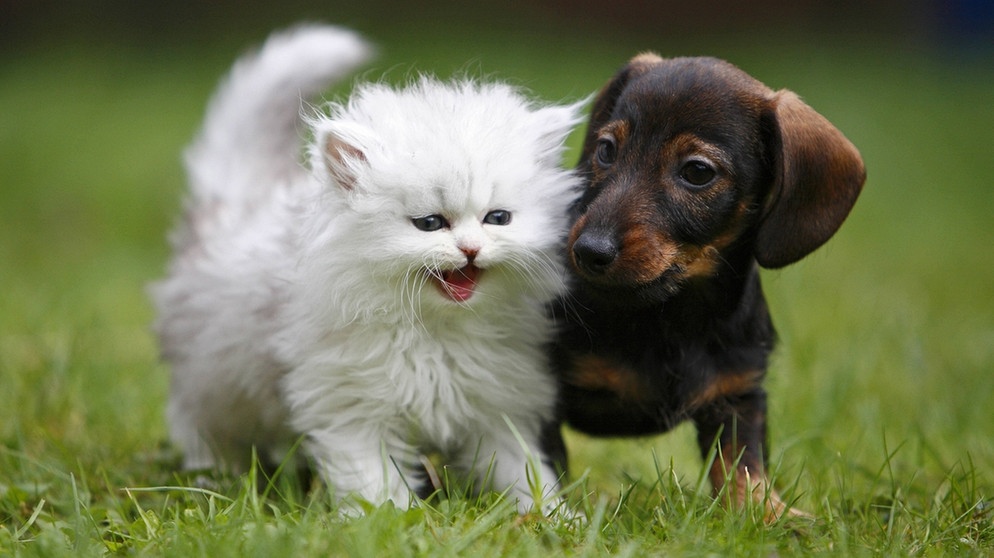 Wie Werden Hund Und Katze Freunde