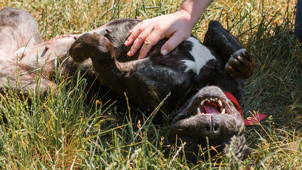 Ein Hund liegt zufrieden im Gras auf dem Rücken und zeigt seine Zähne. Eine menschliche Hand liegt auf seinem Brustkorb. | Bild: colourbox.com