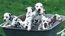 Dalmatinerwelpen in einer Schubkarre | Bild: picture-alliance/dpa