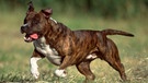 American Staffordshire Terrier oder auch Pitbull Terrier | Bild: picture-alliance/dpa