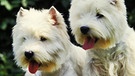 Zwei Westhighland White Terrier | Bild: picture-alliance/dpa