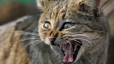 Wildkatzen werden langsam wieder in Deutschland heimisch | Bild: picture-alliance/dpa