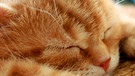 Schlafende Katze | Bild: colourbox.com
