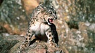 Schneeleopard (Panthera uncia) fauchend | Bild: picture alliance / blickwinkel/A