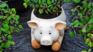 Glücksschwein im vierblättrigen Klee | Bild: picture-alliance/dpa