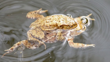 Ein Erdkrötenpaar paddelt im Wasser, das Männchen sitzt Huckepack auf dem Weibchen. | Bild: picture-alliance/dpa | Winfried Rothermel
