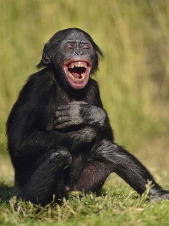 Ein junger Schimpanse lacht aus vollem Hals. | Bild: picture-alliance/dpa | Frans Lanting