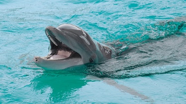 Ein Delfin im Wasser. | Bild: picture-alliance/dpa