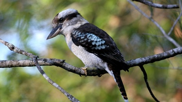 In Australien lebt ein Vogel, der Jägerliest oder Lachender Hans (lateinischer Name: Dacelo novaeguineae) genannt wird. | Bild: picture-alliance/dpa