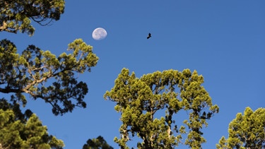 Manchmal ist der Mond auch tagsüber am Himmel zu sehen. | Bild: picture-alliance/dpa