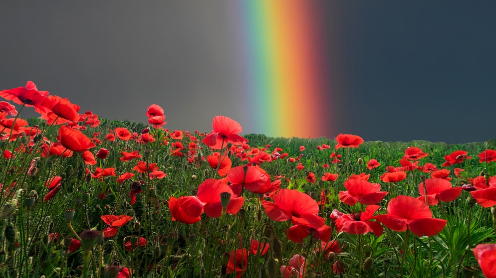 Ein Feld mit Mohnblumen. Am dunklen Himmel dahinter leuchtet ein Regenbogen. | Bild: colourbox.com