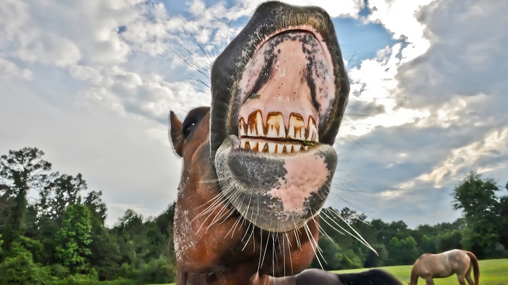 Ein Pferd fletscht die Zähne. Ob es Schluckauf hat? | Bild: colourbox.com