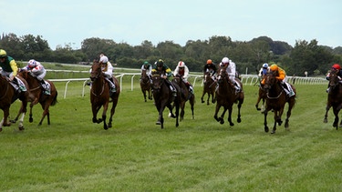Jockeys auf ihren Pferden bei einem Pferderennen. | Bild: colourbox.com