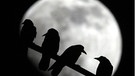 Krähen vor dem Mond | Bild: picture-alliance/dpa