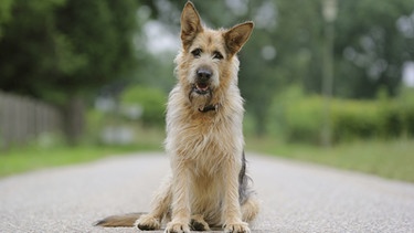 Filmhund RACKO heißt im echten Leben Chewakka. | Bild: BR/Renate Hiltl