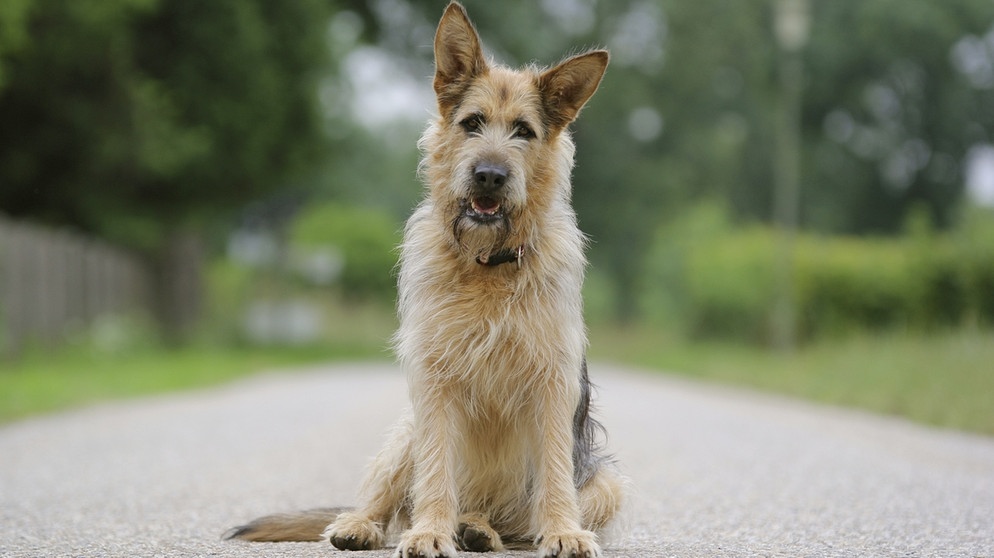 vulgaritet modstand bur Ein Hund für alle Fälle: RACKO - ein Filmhund bei der Arbeit | radioMikro |  Hören | BR Kinder - eure Startseite