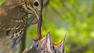 Hungrige Vogelküken werden mit Regenwürmern gefüttert | Bild: picture-alliance/dpa