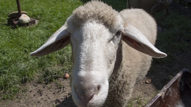 Nahaufnahme von einem Schaf. | Bild: BR/Christine Meder