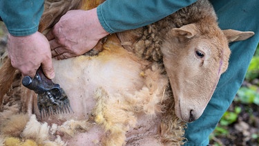 Ein Schaf wird geschoren. Hausschafe müssen mindestens einmal pro Jahr geschoren werden, da sie ansonsten unter dem Gewicht der Wolle leiden würden.  | Bild: picture-alliance/dpa