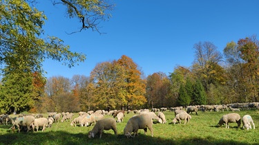 Schafe auf einer Weide in München. | Bild: BR/Markus Konvalin