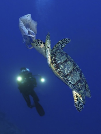 Schildkröte und Plastikmüll im Meer | Bild: picture-alliance/dpa