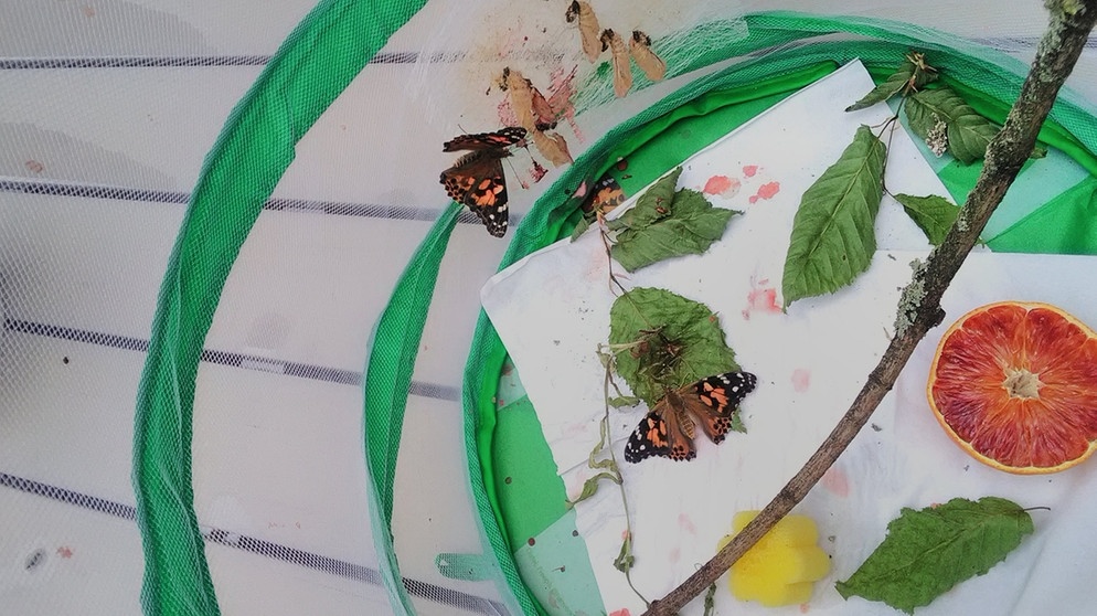 Aus Hannas Zucht-Set für Schmetterling sind tatsächlich Distelfalter geschlüpft. | Bild: BR | Kristina Hafer