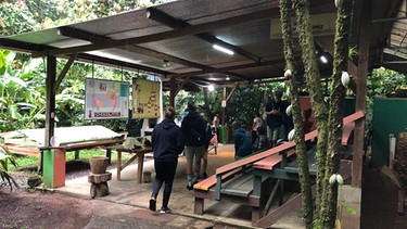 Eindrücke vom Besuch des Ocean College auf einer Kakaoplantage in Costa Rica. | Bild: Ocean College