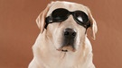 Hund mit Sonnenbrille | Bild: mauritius-images