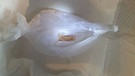 Hier sieht man den geöffneten Hängemattenkokon einer Vogelspinne: Es befinden sich Tiere im ersten Larvenstadium darin. | Bild: Crisanta Hoffmann