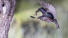 Der Star ist 2018 Vogel des Jahres. Hier sieht man einen Vogel im Anflug auf eine Bruthöhle in einem Obstbaum. | Bild: picture-alliance/dpa