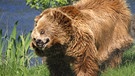 Braunbär schüttelt sich trocken | Bild: picture-alliance/dpa