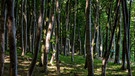 Ein Buchenwald in der Nähe von Sassnitz (Mecklenburg-Vorpommern) auf Rügen. | Bild: dpa-Bildfunk/Jens Büttner