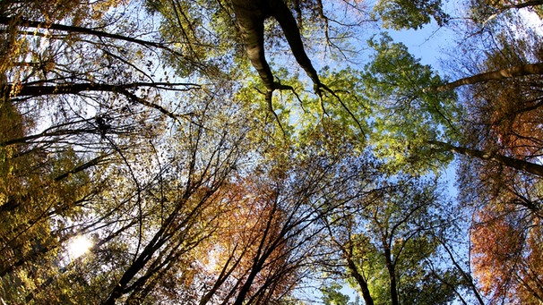 Blick von unten die die Baumkronen verschiedener Bäume. | Bild: picture-alliance/dpa