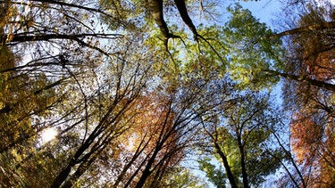 Blick von unten die die Baumkronen verschiedener Bäume. | Bild: picture-alliance/dpa