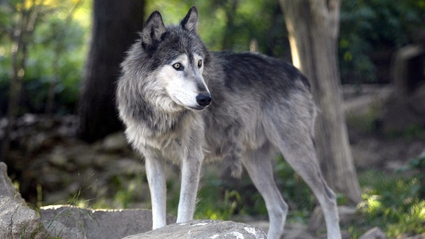 Wolf | Bild: colourbox.com