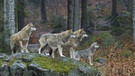 Ein Wolfsrudel. Im Bayerischen Wald leben einige Wölfe in freier Wildbahn. | Bild: picture alliance/imageBROKER