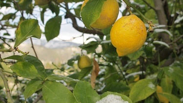 Ein Zitronenbaum. Aus dem Saft von Zitronen kann man eine Geheimtinte machen. | Bild: colourbox.com